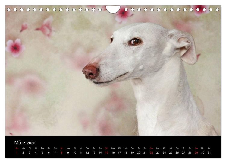 Produktbild: Der Windhundekalender (Wandkalender 2026 DIN A4 quer), CALVENDO Monatskalender