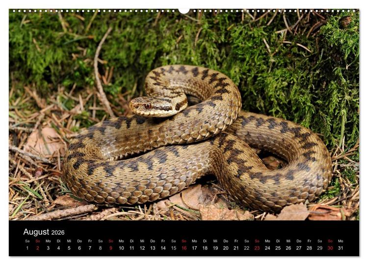 Produktbild: Schlangen (hochwertiger Premium Wandkalender 2026 DIN A2 quer), Kunstdruck in Hochglanz