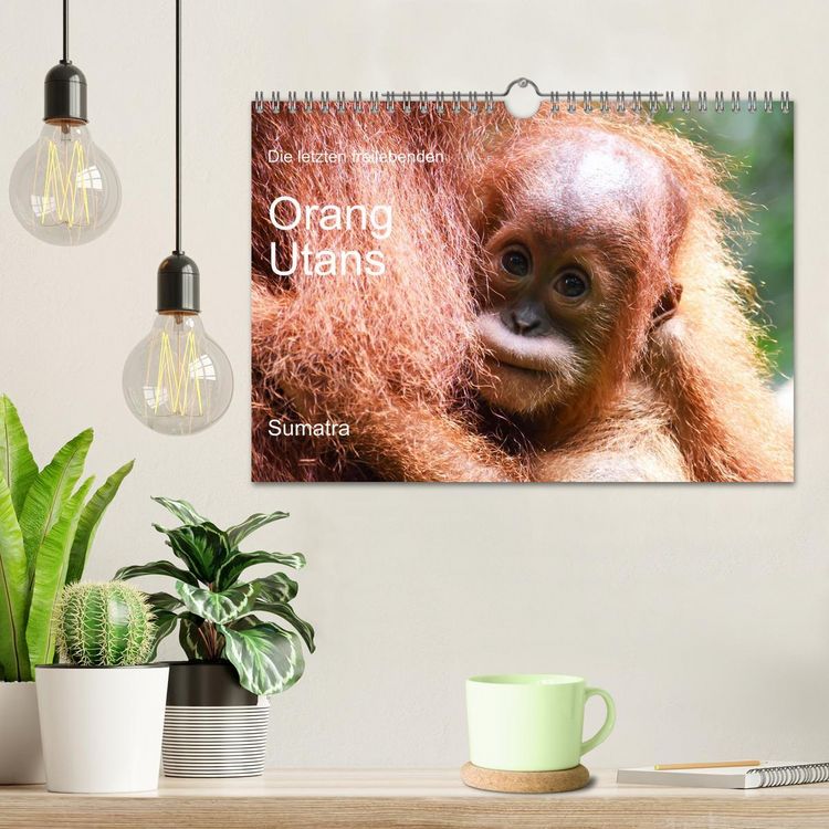 Produktbild: Die letzten freilebenden Orang Utans (Wandkalender 2026 DIN A4 quer), CALVENDO Monatskalender