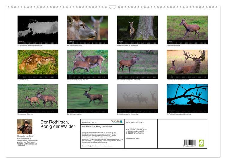 Produktbild: Der Rothirsch, K&ouml;nig der W&auml;lder (Wandkalender 2026 DIN A2 quer), CALVENDO Monatskalender