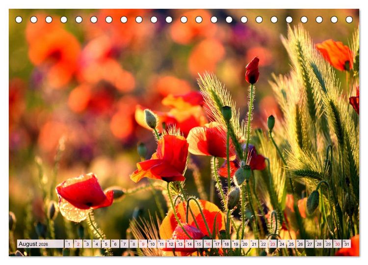 Produktbild: Mohnblumen. Leuchtender Liebreiz auf Wiesen und in G&auml;rten (Tischkalender 2026 DIN A5 quer), CALVENDO Monatskalender