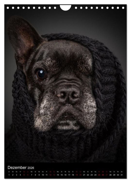 Produktbild: Bullyzauber - Franz&ouml;sische Bulldoggen (Wandkalender 2026 DIN A4 hoch), CALVENDO Monatskalender