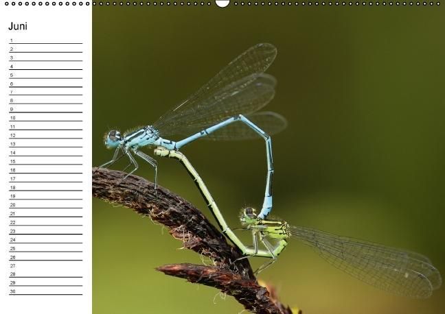 Produktbild: Libellen Geburtstagskalender (Wandkalender immerw&auml;hrend DIN A2 quer)