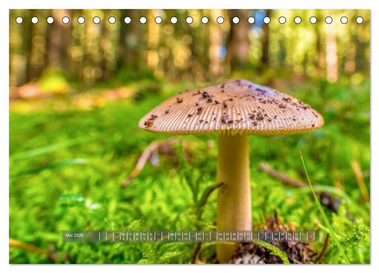 Produktbild: Vielfalt am Waldboden (Tischkalender 2026 DIN A5 quer), CALVENDO Monatskalender