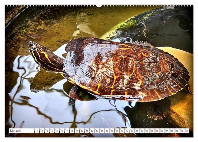 Produktbild: Schmuckschildkr&ouml;ten - Schmuckst&uuml;cke der Natur (Wandkalender 2026 DIN A2 quer), CALVENDO Monatskalender