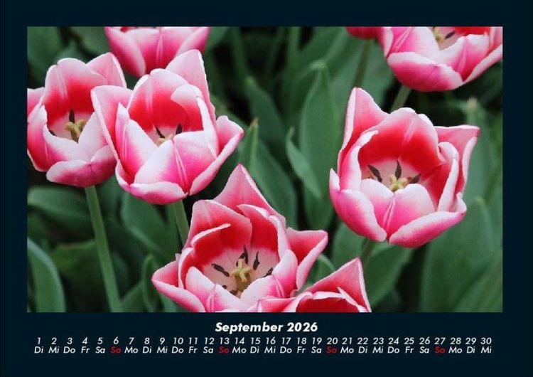 Produktbild: Pflanzen und Bl&uuml;ten 2026 Fotokalender DIN A4