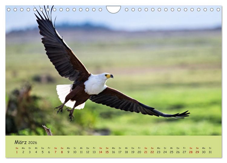 Produktbild: Gefiederte Sch&ouml;nheiten Ostafrikas (Wandkalender 2026 DIN A4 quer), CALVENDO Monatskalender