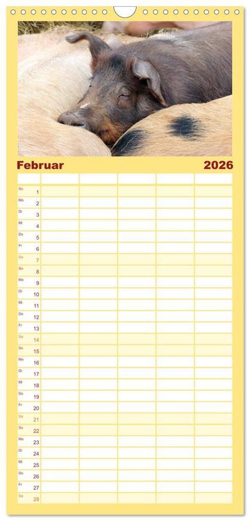 Produktbild: Familienplaner 2026 - Der Schweinekalender mit 5 Spalten (Wandkalender, 21 x 45 cm) CALVENDO