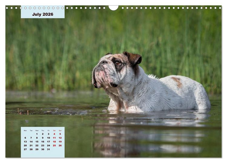 Produktbild: English Bulldog (Wall Calendar 2026 DIN A3 landscape), CALVENDO 12 Month Wall Calendar