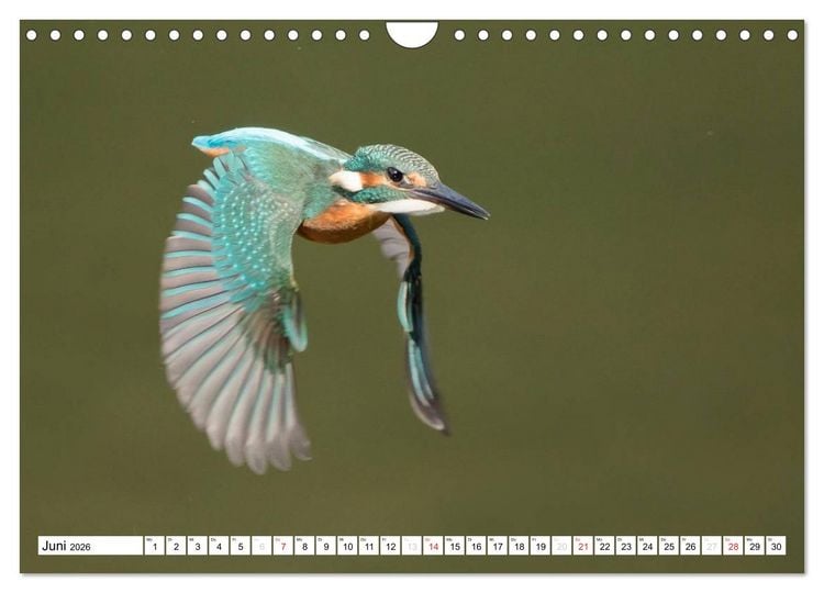 Produktbild: Faszination Eisvogel (Wandkalender 2026 DIN A4 quer), CALVENDO Monatskalender