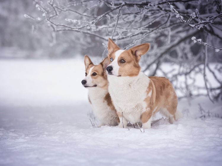 Produktbild: CALVENDO Puzzle Winterzauber mit den Corgwn 1000 Teile Lege-Gr&ouml;&szlig;e 64 x 48 cm Foto-Puzzle Bild von Maria Ahrens