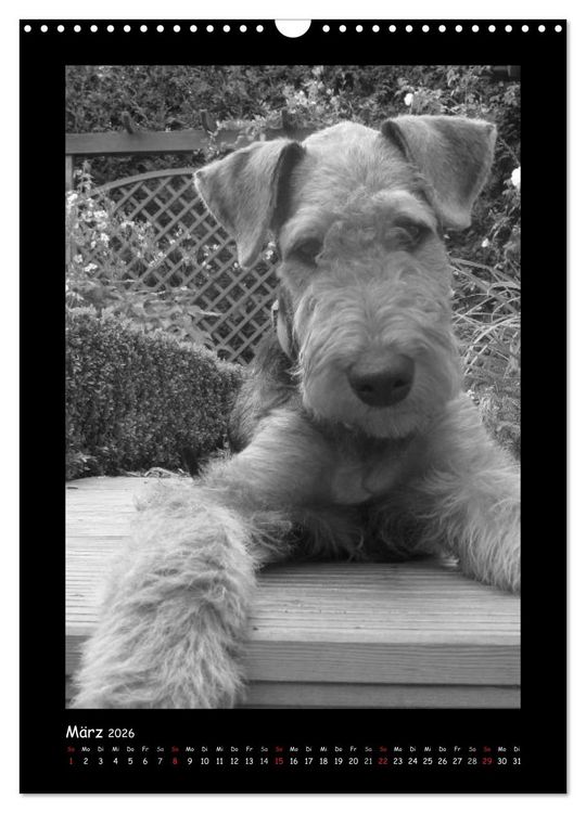 Produktbild: Der Airedale: Portraits eines "Dickkopfes" (Wandkalender 2026 DIN A3 hoch), CALVENDO Monatskalender