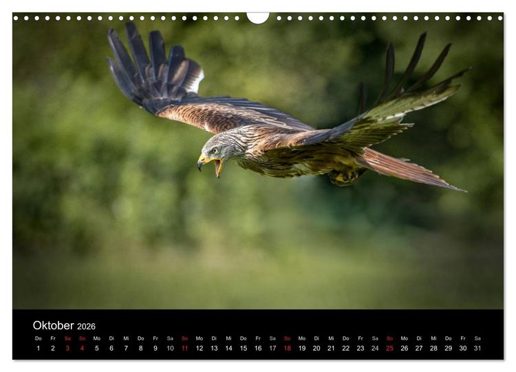 Produktbild: Sch&ouml;nheiten der L&uuml;fte - Greifv&ouml;gel (Wandkalender 2026 DIN A3 quer), CALVENDO Monatskalender
