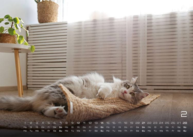 Produktbild: Miau - Unsere Stubentiger - Der Katzenkalender - 2027 - Kalender DIN A3