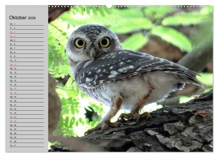 Produktbild: Eulen. Gefiederte Weisheit (hochwertiger Premium Wandkalender 2026 DIN A2 quer), Kunstdruck in Hochglanz