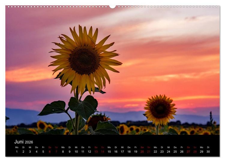 Produktbild: Blumen der Sonne (Wandkalender 2026 DIN A2 quer), CALVENDO Monatskalender