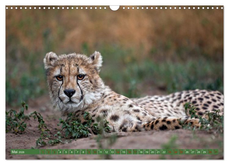 Produktbild: Afrikas Tierwelt - Geparde (Wandkalender 2026 DIN A3 quer), CALVENDO Monatskalender