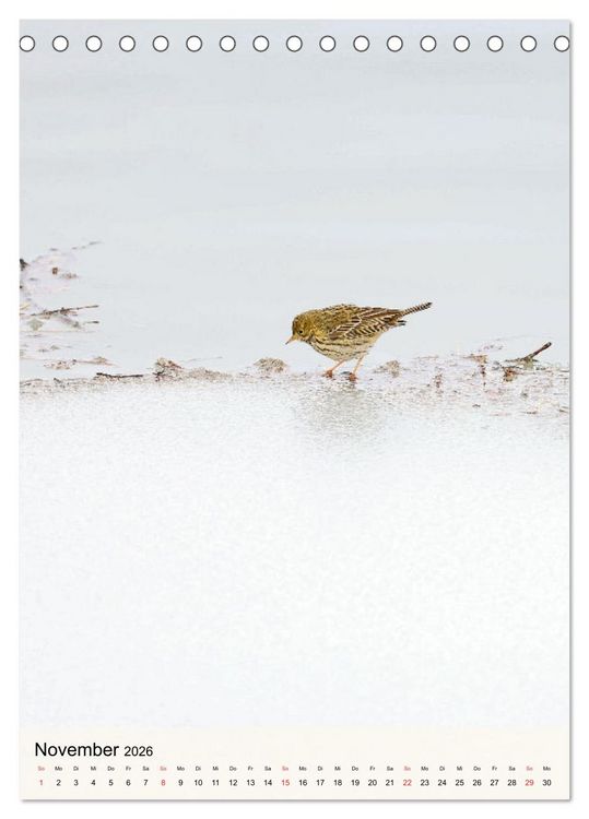 Produktbild: Vogelwelt der Schweiz (Tischkalender 2026 DIN A5 hoch), CALVENDO Monatskalender