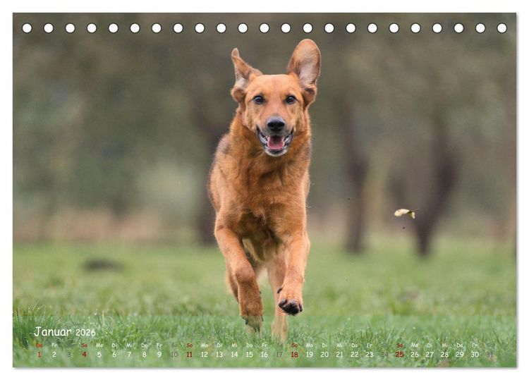 Produktbild: Fr&ouml;hliche Hunde (Tischkalender 2026 DIN A5 quer), CALVENDO Monatskalender