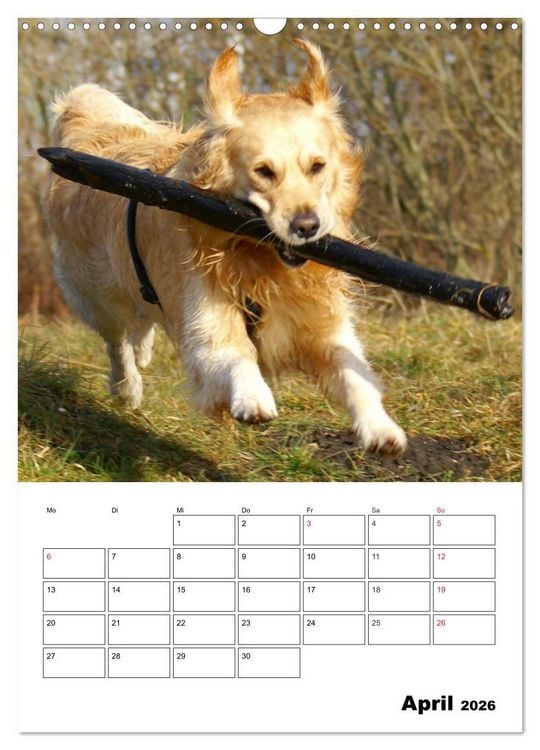 Produktbild: Gl&uuml;cklicher Golden Retriever (Wandkalender 2026 DIN A3 hoch), CALVENDO Monatskalender