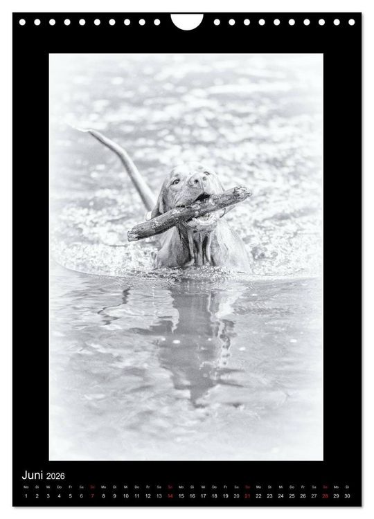 Produktbild: Vizsla-Liebe (Wandkalender 2026 DIN A4 hoch), CALVENDO Monatskalender