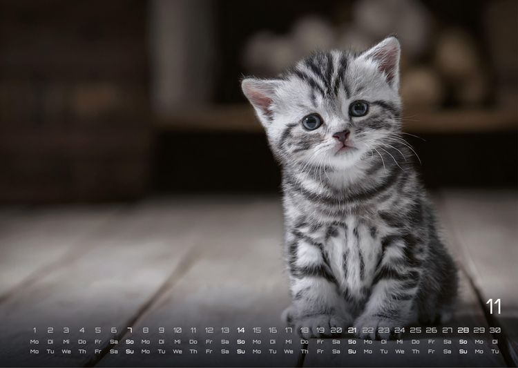 Produktbild: Miau Kids - kleine Tiger ganz gro&szlig; - Der Katzenkalender - 2027 - Kalender DIN A3