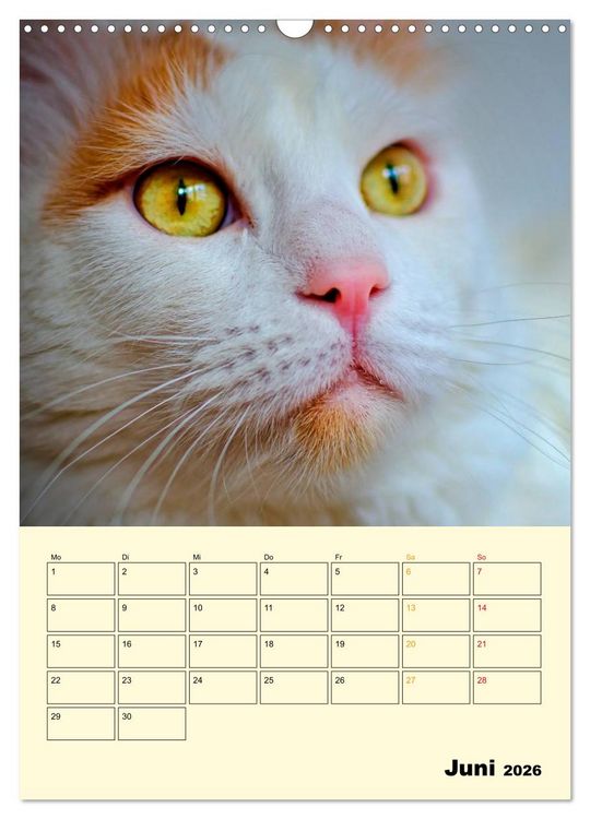 Produktbild: K&auml;tzchen - Theater (Wandkalender 2026 DIN A3 hoch), CALVENDO Monatskalender