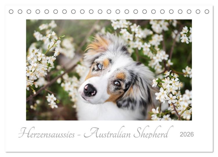 Produktbild: Herzensaussies - Australian Shepherd (Tischkalender 2026 DIN A5 quer), CALVENDO Monatskalender