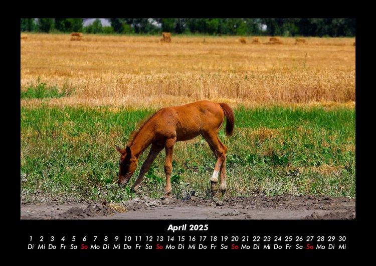 Produktbild: Pferde Kalender 2025 Fotokalender DIN A3