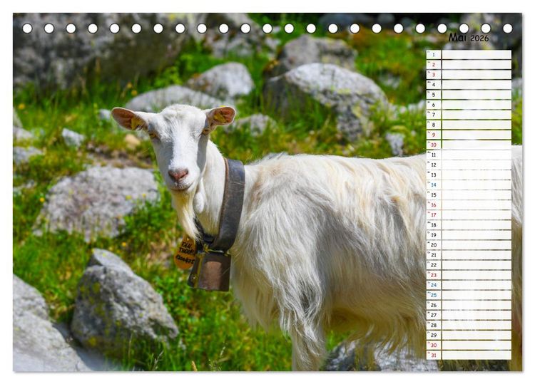 Produktbild: Ziegenfreude (Tischkalender 2026 DIN A5 quer), CALVENDO Monatskalender