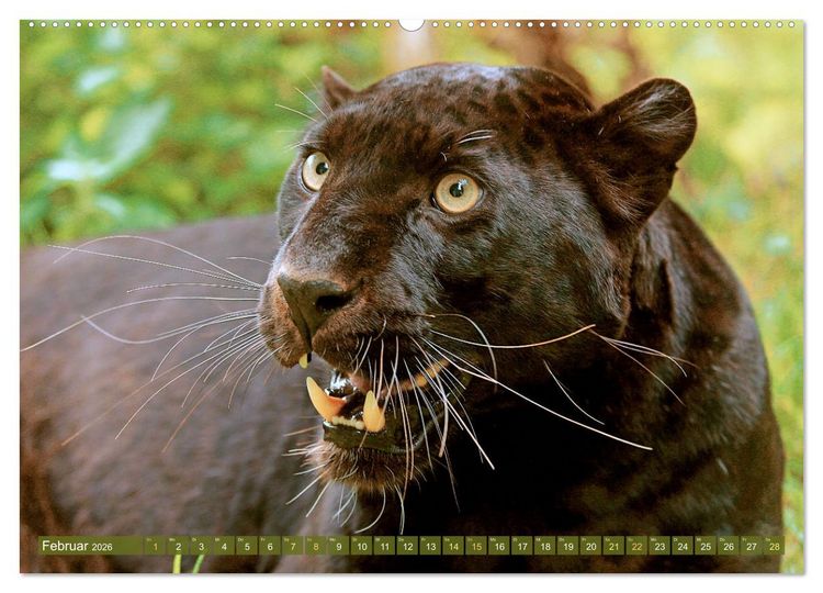 Produktbild: Raubkatzen: Geschmeidige J&auml;ger (hochwertiger Premium Wandkalender 2026 DIN A2 quer), Kunstdruck in Hochglanz