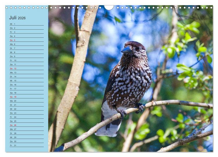 Produktbild: Wir sind die Stars im Wald (Wandkalender 2026 DIN A3 quer), CALVENDO Monatskalender