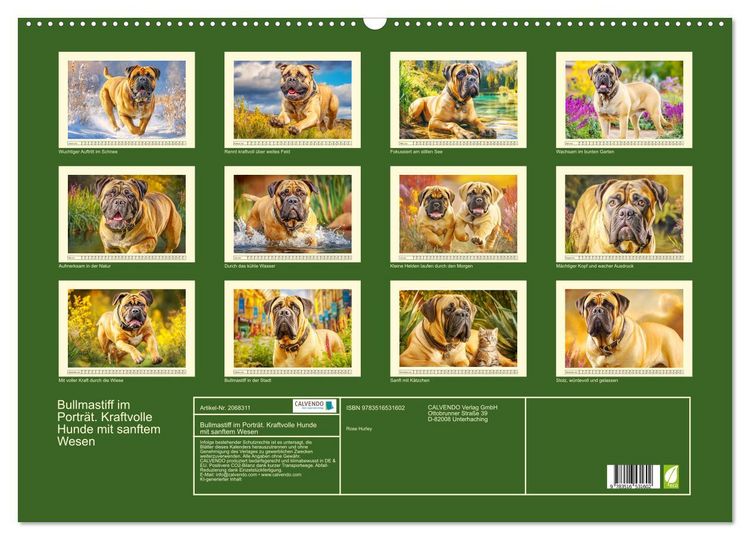 Produktbild: Bullmastiff im Portr&auml;t. Kraftvolle Hunde mit sanftem Wesen (Wandkalender 2026 DIN A2 quer), CALVENDO Monatskalender