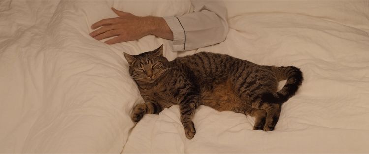 Produktbild: Kater