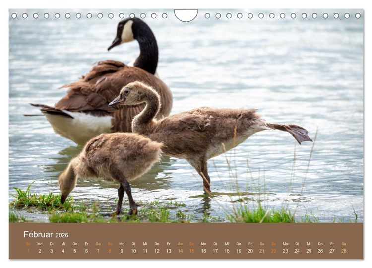 Produktbild: Bezaubernde Tierwelt in freier Natur (Wandkalender 2026 DIN A4 quer), CALVENDO Monatskalender