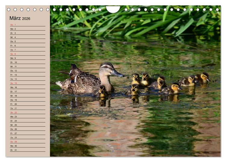Produktbild: G&auml;nse und Enten. Schnattern, watscheln, quaken! (Wandkalender 2026 DIN A4 quer), CALVENDO Monatskalender