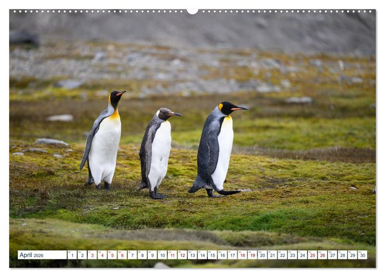 Produktbild: S&uuml;dgeorgien - Abgelegenes Naturparadies (hochwertiger Premium Wandkalender 2026 DIN A2 quer), Kunstdruck in Hochglanz