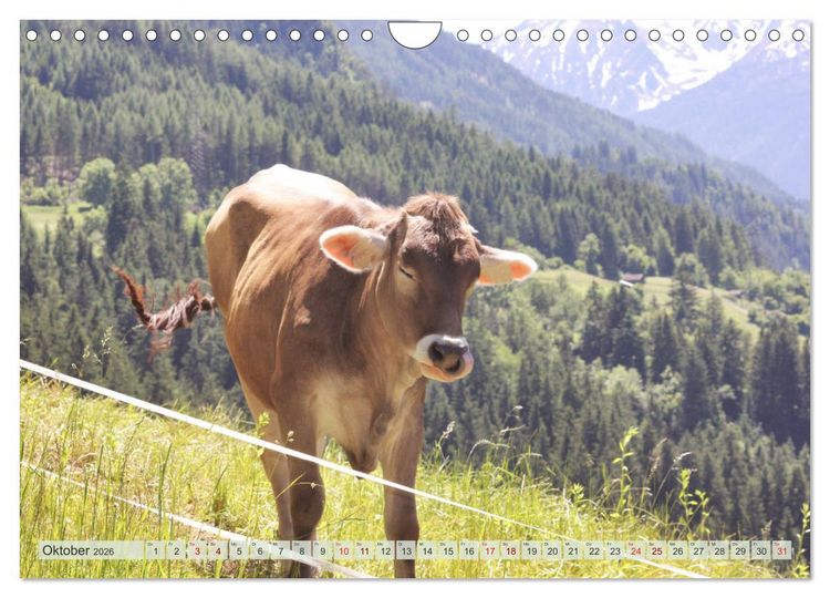 Produktbild: Alpenrinder (Wandkalender 2026 DIN A4 quer), CALVENDO Monatskalender