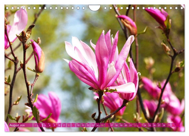 Produktbild: A Magnolia Dream (Wall Calendar 2026 DIN A4 landscape), CALVENDO 12 Month Wall Calendar
