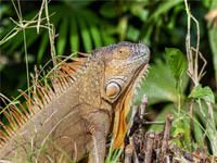 Produktbild: CALVENDO Puzzle Gr&uuml;ner Leguan | 1000 Teile Lege-Gr&ouml;&szlig;e 64x48cm Foto-Puzzle f&uuml;r gl&uuml;ckliche Stunden
