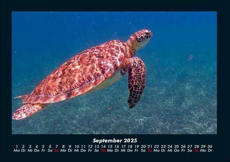 Produktbild: Schildkr&ouml;tenzauber 2025 Fotokalender DIN A4