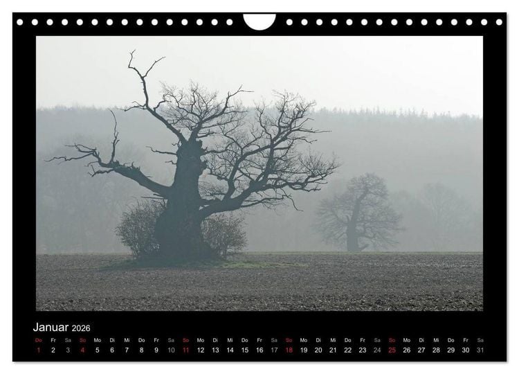 Produktbild: M&auml;rchenhafter Reinhardswald und Urwald Sababurg (Wandkalender 2026 DIN A4 quer), CALVENDO Monatskalender