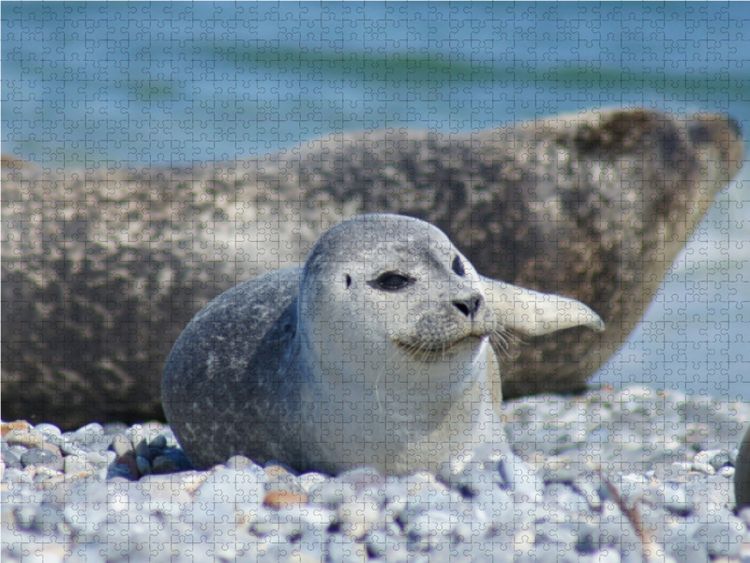 Produktbild: CALVENDO Puzzle Robben Baby am Strand von Helgoland 1000 Teile Lege-Gr&ouml;&szlig;e 64 x 48 cm Foto-Puzzle Bild von Kattobello
