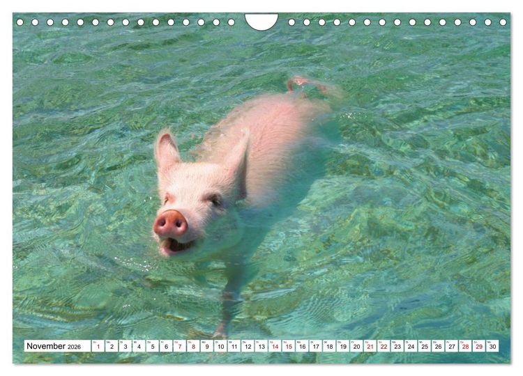 Produktbild: Schweine im Dauerurlaub auf den Bahamas! (Wandkalender 2026 DIN A4 quer), CALVENDO Monatskalender