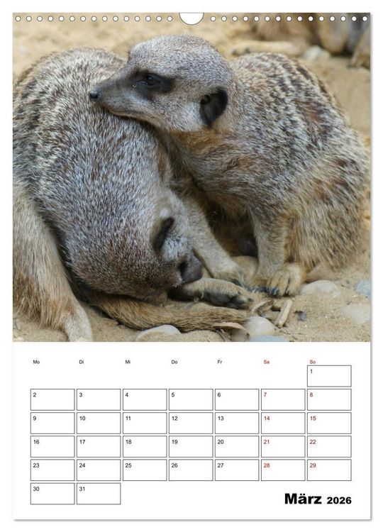 Produktbild: Niedliche Erdm&auml;nnchen (Wandkalender 2026 DIN A3 hoch), CALVENDO Monatskalender