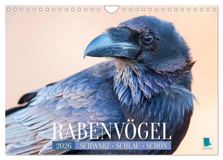 Produktbild: Rabenv&ouml;gel: Schwarz, schlau, sch&ouml;n (Wandkalender 2026 DIN A4 quer), CALVENDO Monatskalender