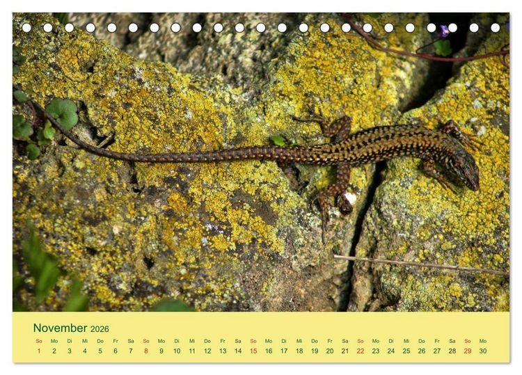 Produktbild: Flinke Eidechsen (Tischkalender 2026 DIN A5 quer), CALVENDO Monatskalender