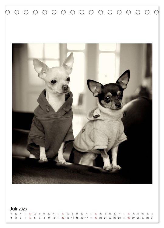 Produktbild: CHIHUAHUA CHIC Photos Marion Koell (Tischkalender 2026 DIN A5 hoch), CALVENDO Monatskalender