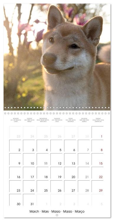Produktbild: Little Samurais - The Shiba Inu (Wall Calendar 2026 12 &times; 12 Inch) CALVENDO 12 Month Wall Calendar