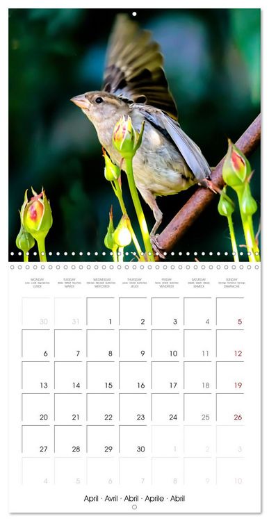 Produktbild: The Wild Sparrow Gang (Wall Calendar 2026 12 &times; 12 Inch) CALVENDO 12 Month Wall Calendar